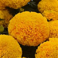 Marvel II™ Gold African Marigold