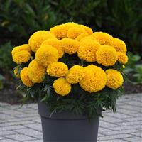 Marvel II™ Gold African Marigold
