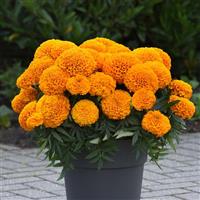 Marvel II™ Orange African Marigold