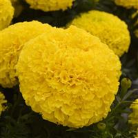 Marvel II™ Yellow African Marigold