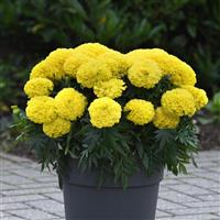 Marvel II™ Yellow African Marigold