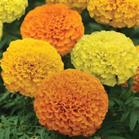 Marvel II™ Mixture African Marigold