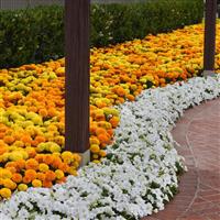 Marvel II™ Mixture African Marigold