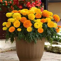 Marvel II™ Mixture African Marigold