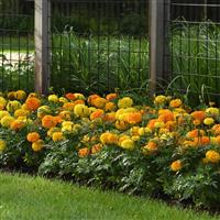 Marvel II™ Mixture African Marigold