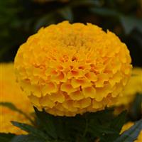 Taishan<sup>®</sup> Gold African Marigold