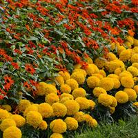 Taishan<sup>®</sup> Gold African Marigold