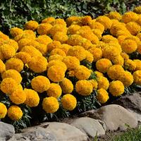 Taishan<sup>®</sup> Gold African Marigold
