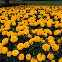 Taishan<sup>®</sup> Gold African Marigold