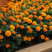 Taishan<sup>®</sup> Orange African Marigold