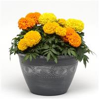 Taishan<sup>®</sup> Mixture African Marigold