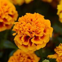 Hot Pak™ Flame French Marigold