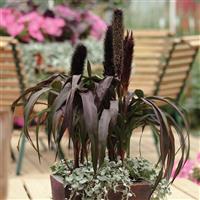 Purple Baron Ornamental Millet
