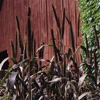 Purple Majesty Ornamental Millet