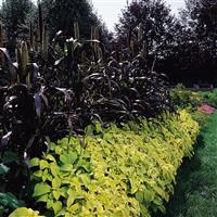 Purple Majesty Ornamental Millet
