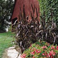 Purple Majesty Ornamental Millet