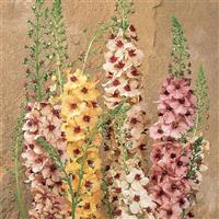 Verbascum Southern Charm