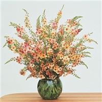 Verbascum Southern Charm