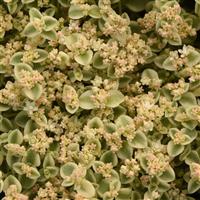 Little Shimmer Sedum