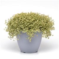 Little Shimmer Sedum