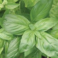 Italian Large Leaf Basil