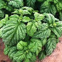Sweet Mammoth Ruffled Basil