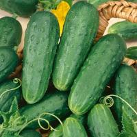Homemade Pickles Cucumber