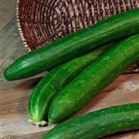 Tasty Green Cucumber