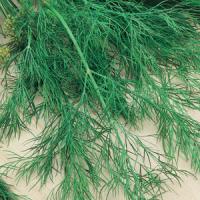 Bouquet Dill