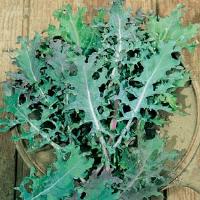 Red Russian Kale