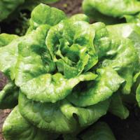 Buttercrunch Lettuce