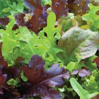 Gourmet Blend Lettuce