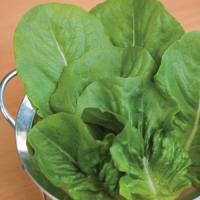 Little Caesar Lettuce