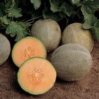 Ambrosia Melon