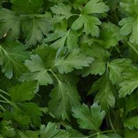 Italian Giant Parsley