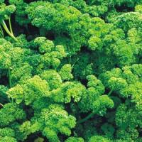 Triple Curled Parsley