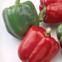 Baron Pepper