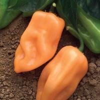 Burning Bush Pepper