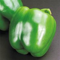 California Wonder Pepper