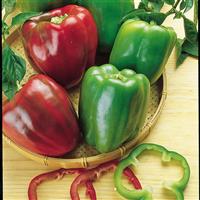 California Wonder Pepper