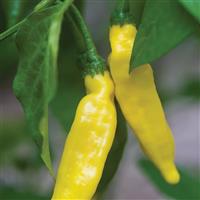 Hot Lemon Pepper