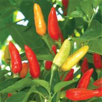 Tabasco Pepper