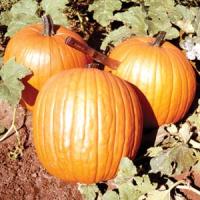 Howden Pumpkin