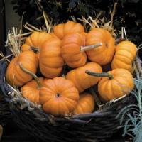 Jack Be Little Pumpkin