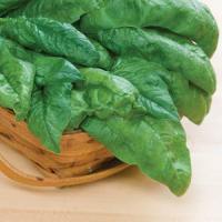 Bloomsdale Spinach