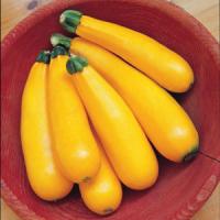 Burpee Golden Squash