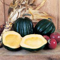 Burpee's Bush Table Queen Squash