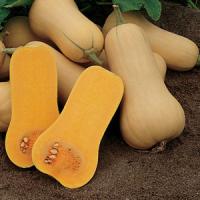 Burpee's Butterbush Squash