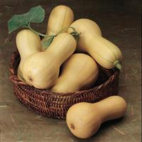 Burpee's Butterbush Squash