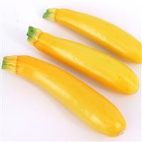 Goldy Squash